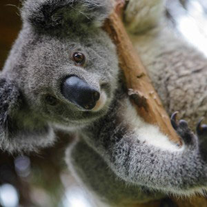 A climbing koala looking down from the branch of a tree