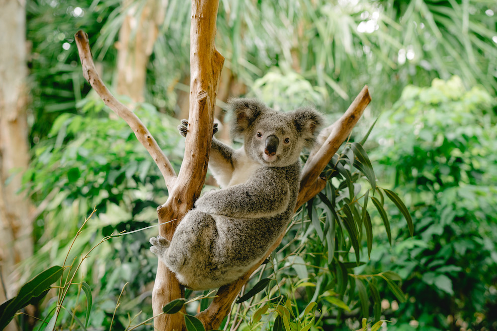 Hamilton Island Koala 