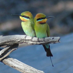 A pair of Rainbow Bee-Eaters perched together on a branch over the water
