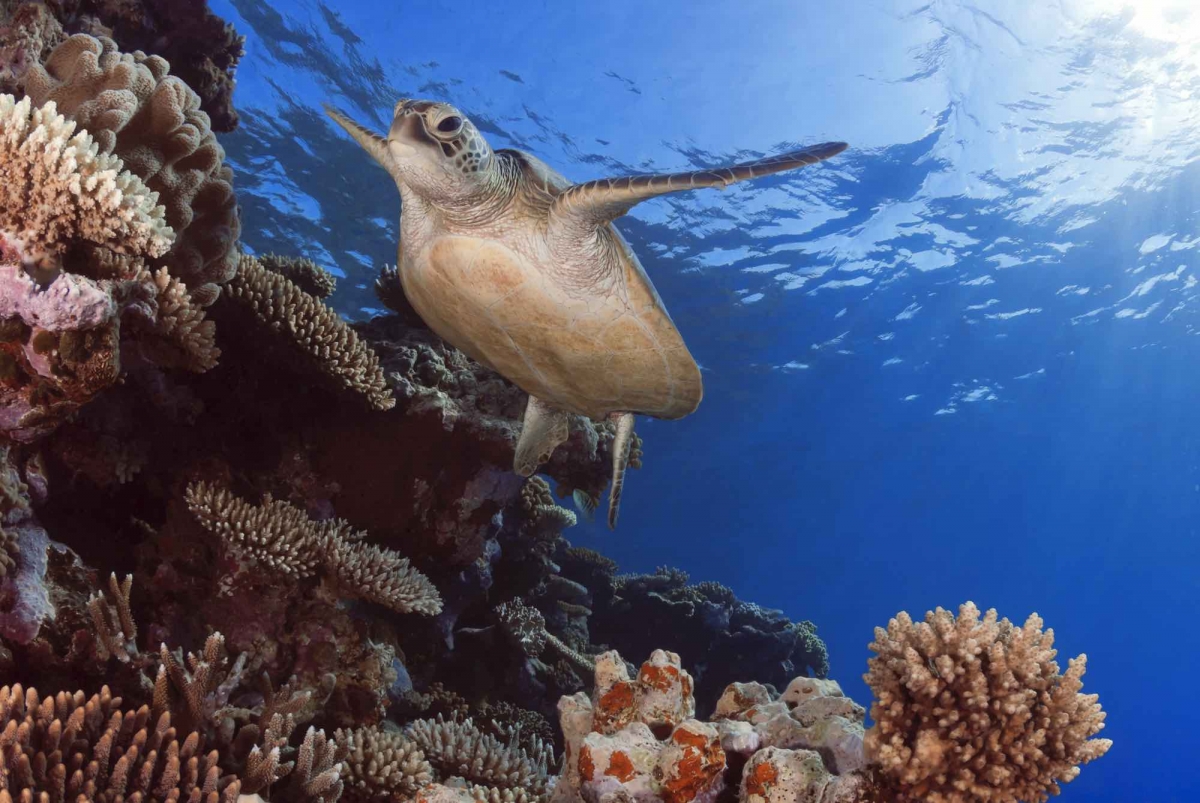 Whitsundays Sea Turtle