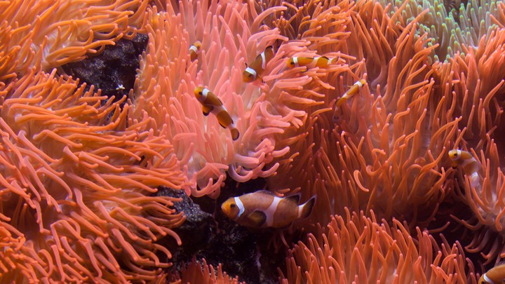 Beautiful clown fish swimming past coral with Whitsunday Rent a Yacht