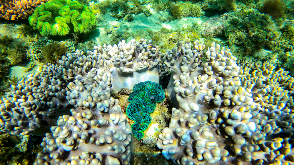 Snorkelling Whitsundays Coral 