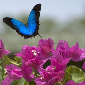 Ulysses butterfly flying over magenta bougainvillaea flowers