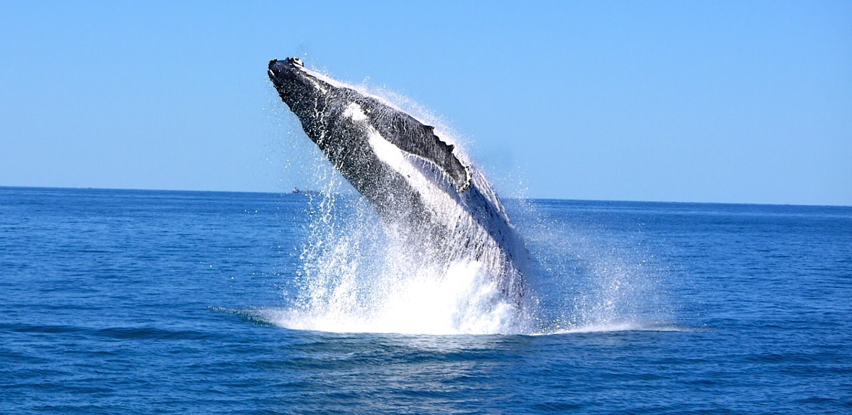 The best time to visit the whitsundays. whale season whitsundays 