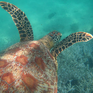 Snorkelling_Turtle_Bay