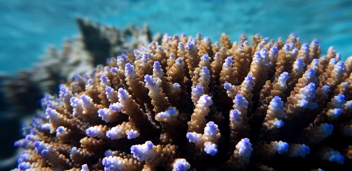 15 Ways to Help Save the Great Barrier Reef