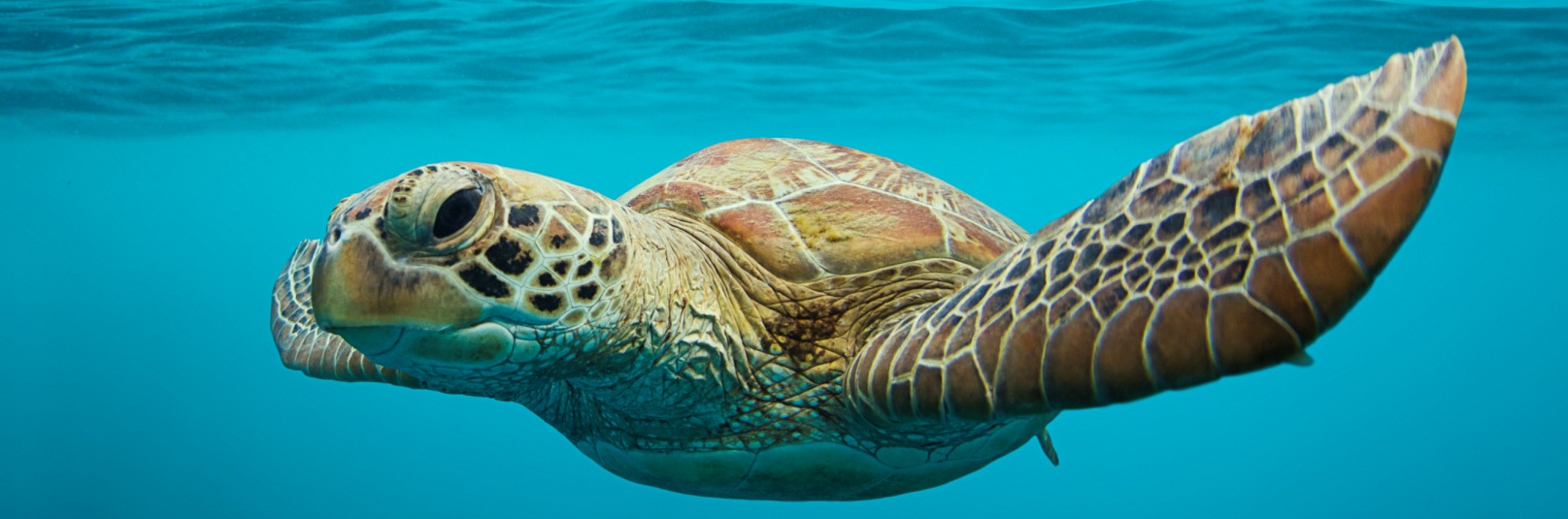 Whitsunday Turtle - Ocean Clean Prints Photography 