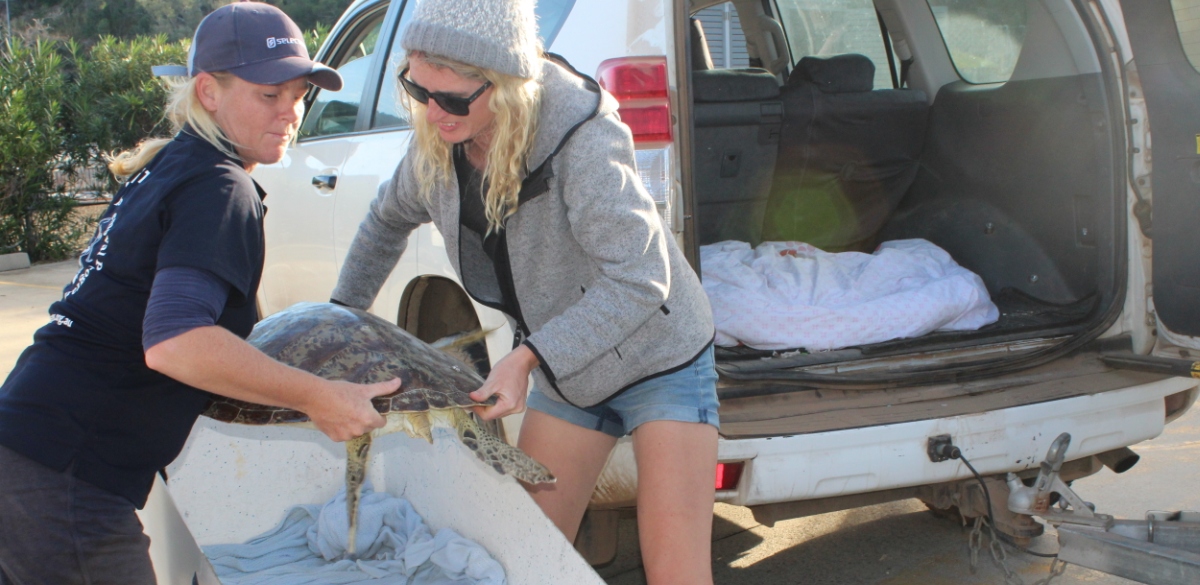 Caring for Sea Turtles in The Whitsundays
