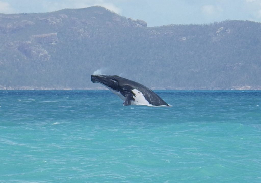 whale whitsundays
