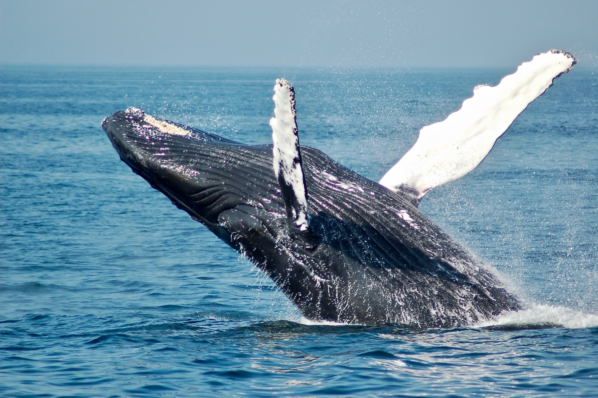 humpback whale Whitsundays 