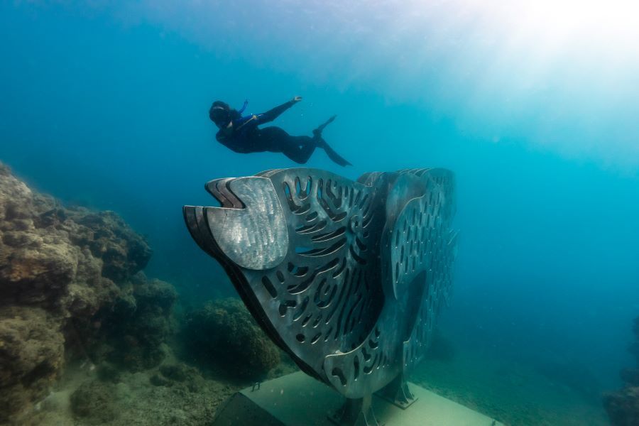 Maori Wrasse - Whitsundays Underwater Sculpture 