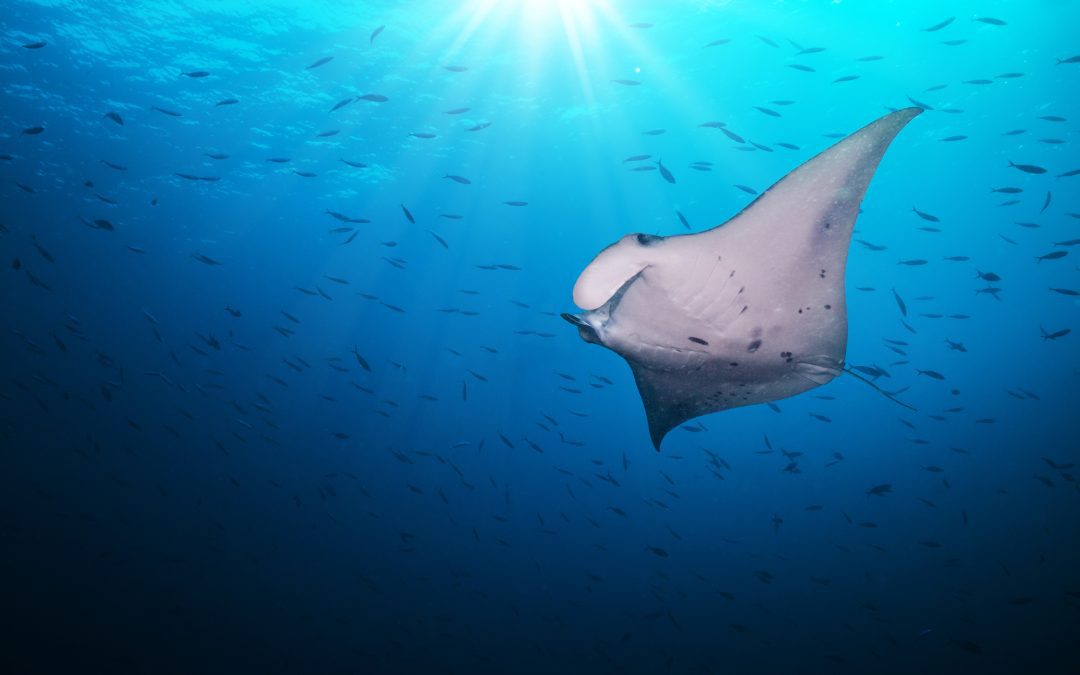 Spotting Manta rays in the Whitsundays